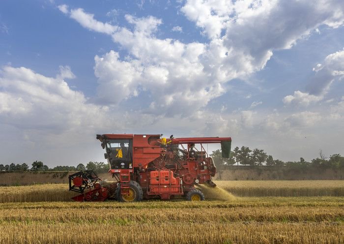 大型收割机在太赵村收割小麦