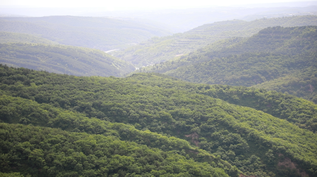 这是庆阳市子午岭自然保护区一景(6月2日摄).新华社记者 梁军 摄