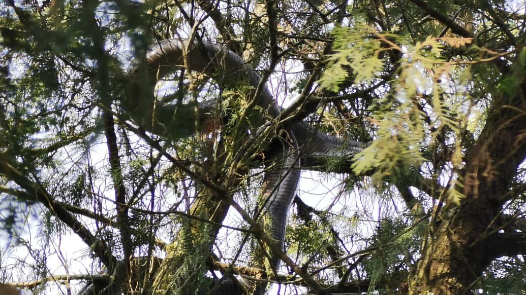 3.2米长眼镜王蛇盘踞在十米高树上