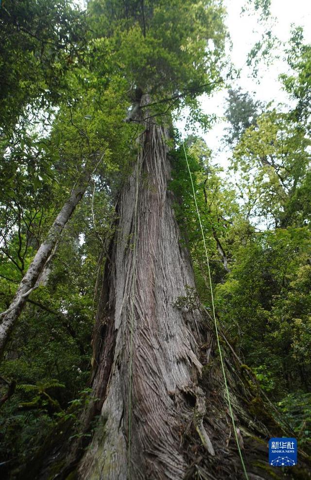 6月15日拍摄的亚洲第一高树.新华社记者 邵泽东 摄