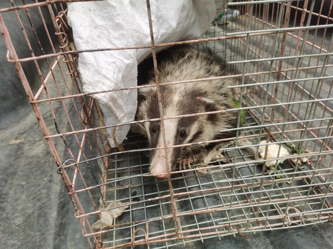 国家二级保护动物猪獾在李遂镇获救_新浪财经_新浪网