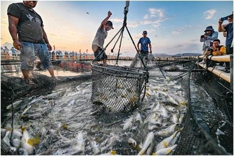 图为三都镇白基湾海域新型塑胶环保渔排起鱼收获.阮传龙摄