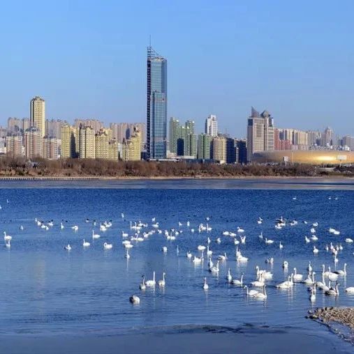 征集 | 第十四届中国摄影艺术节暨第五届天鹅之城——中国三门峡自然生态国际摄影大展调研采风活动优秀摄影作品征集启事|摄影_新浪新闻