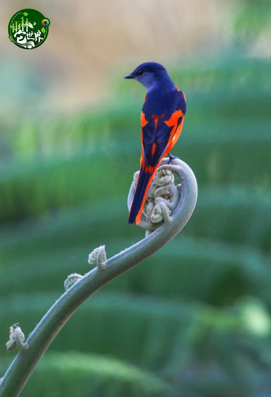 海南这些树,原来竟然是恐龙的美食!