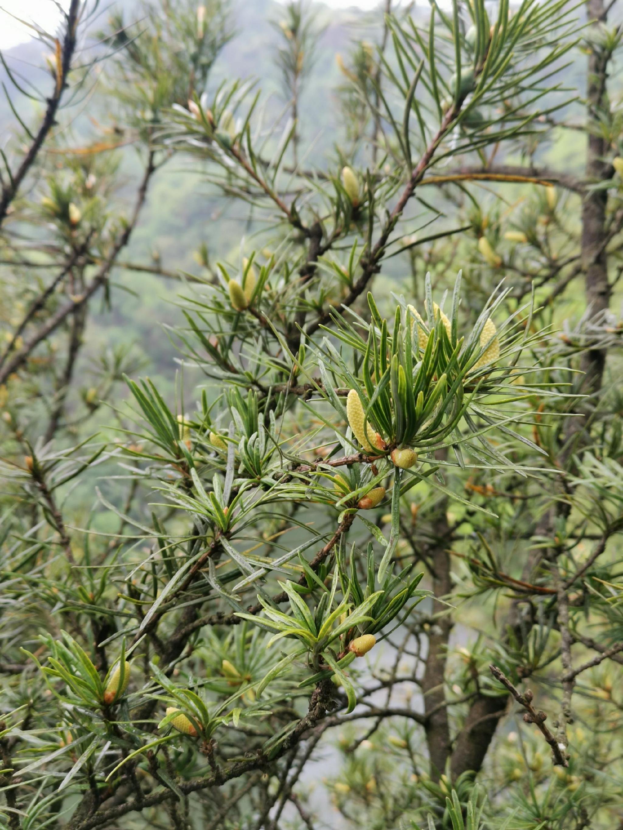 “植物大熊猫”银杉迎来新生|贵州省|大沙河|贵州大学|贵州|保护区_新浪新闻