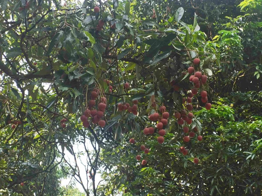 茂名荔枝种植园.科技日报记者 杨雪 摄