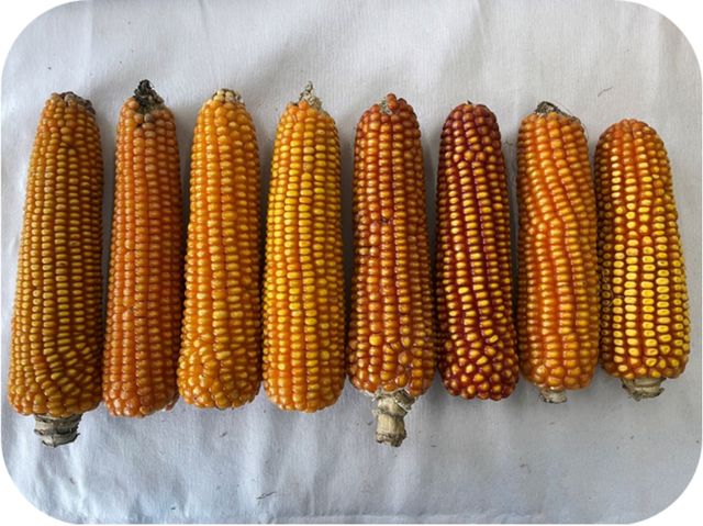 龙水梯老黄玉米.