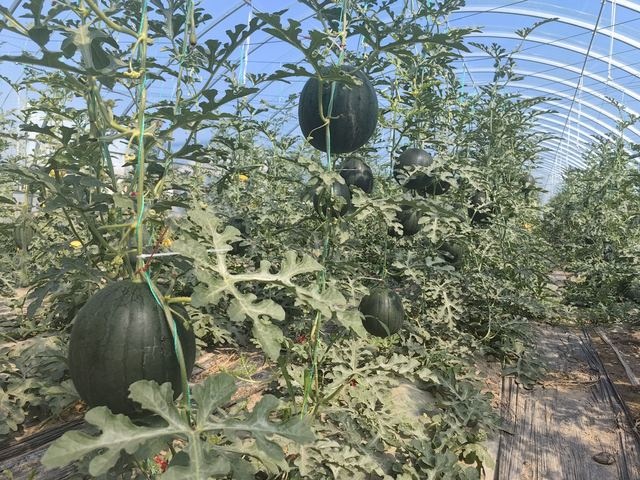 即将成熟的洮南黑水西瓜 张磊 尹雪 刘莹/摄