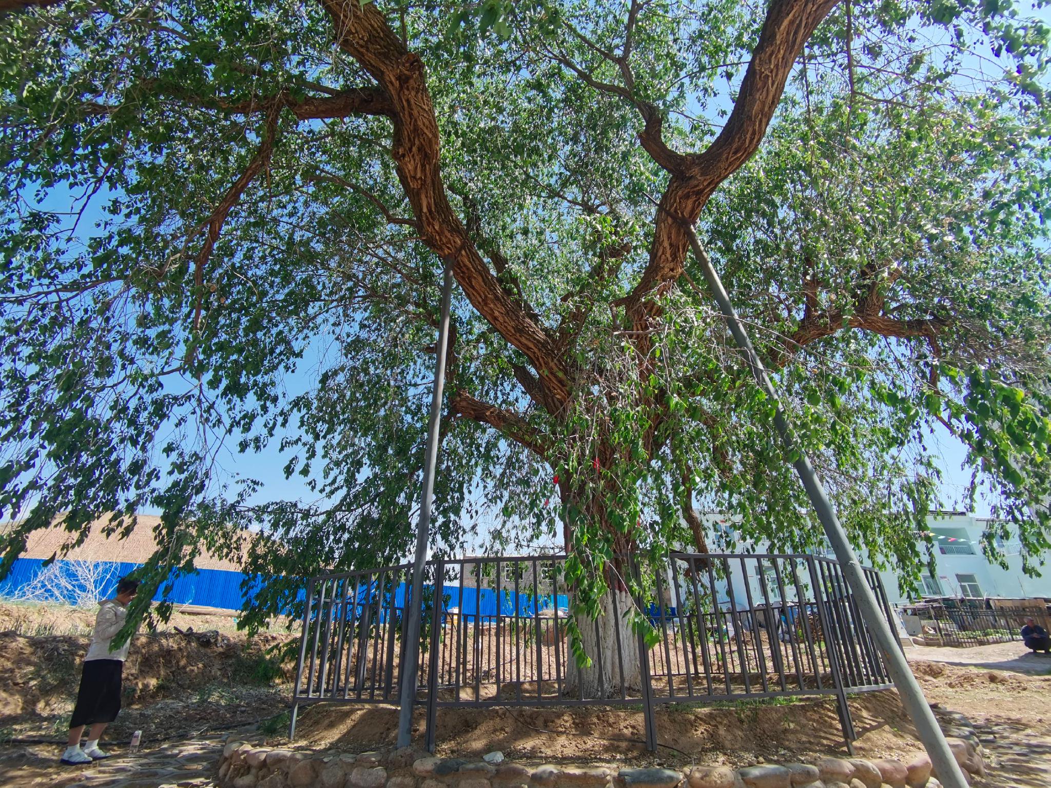 张库大道边上这棵"老寿星"榆树,为何活了613岁?