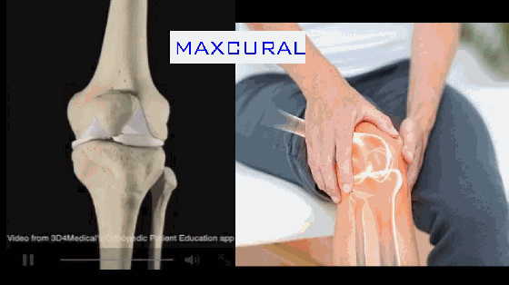 △促进关节的自我修复