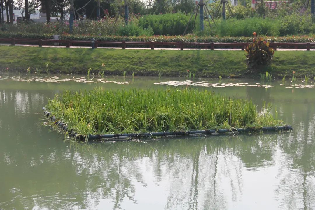 图说:松江区石湖荡镇东三河,生态浮床.本报记者 杨洁 摄