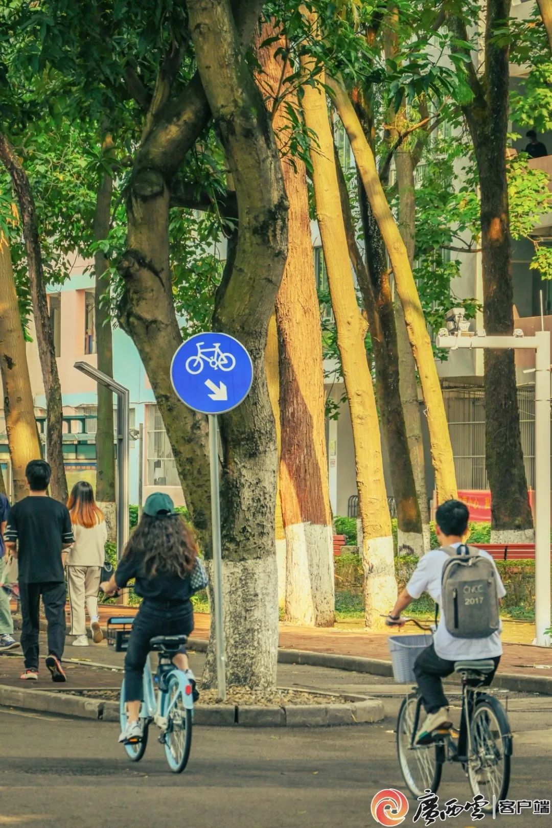 林荫道上的广西大学学子.学校供图