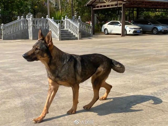 7只退役搜救犬征集领养人|领养退役搜救犬报名表_新浪财经_新浪网