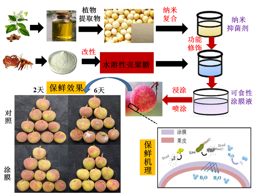 荔枝可食性涂膜保鲜技术.广东省科技厅供图