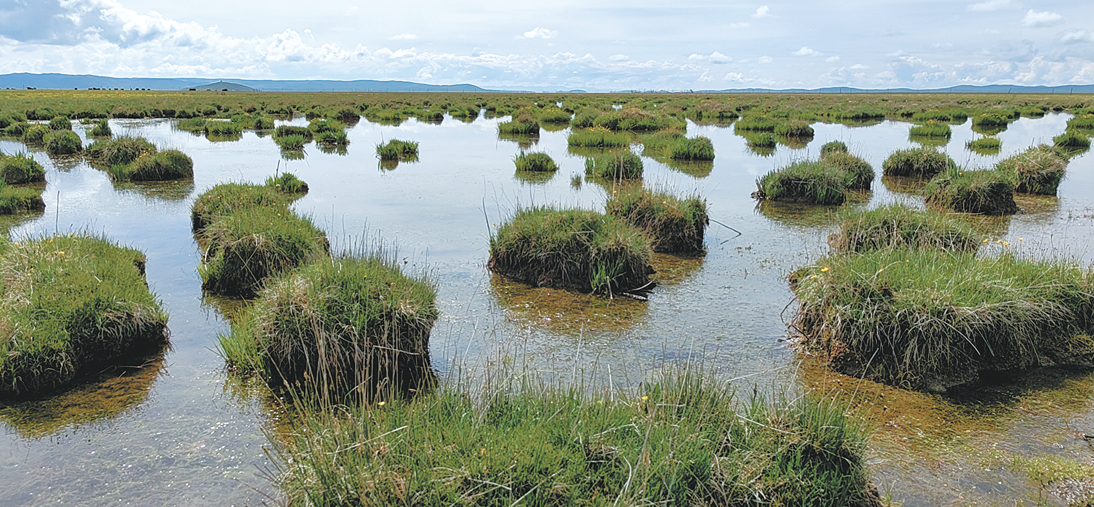 泽曲国家湿地公园恰拉湖片区"沼泽湿地"景观.乔欣 摄