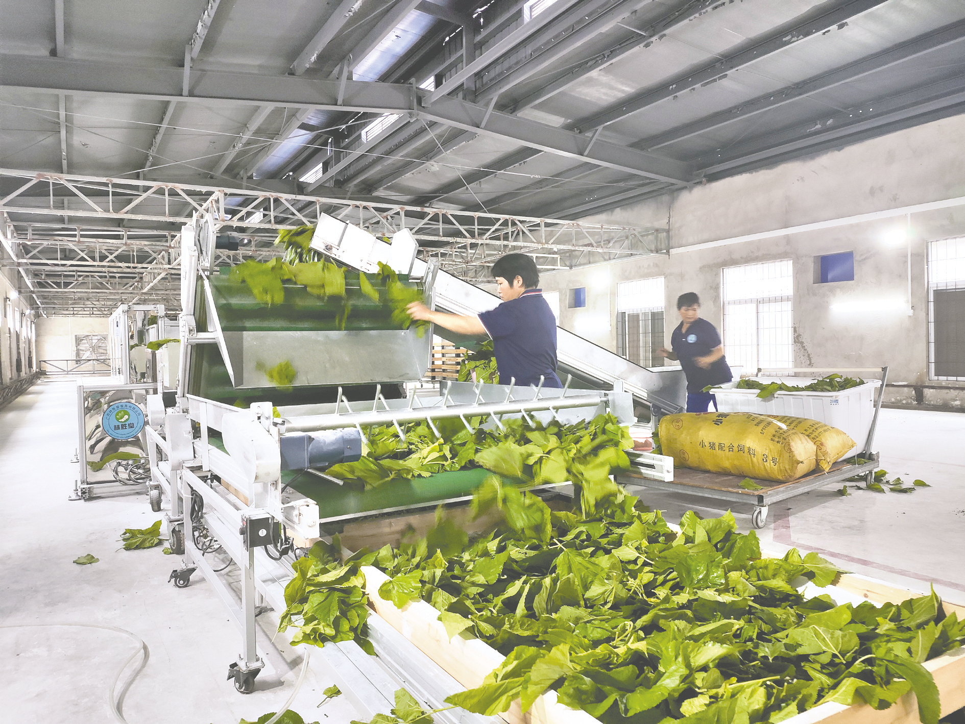 那楼镇农户正在抢抓时节开展种植,采收,管护农作物以及种桑养蚕等工作