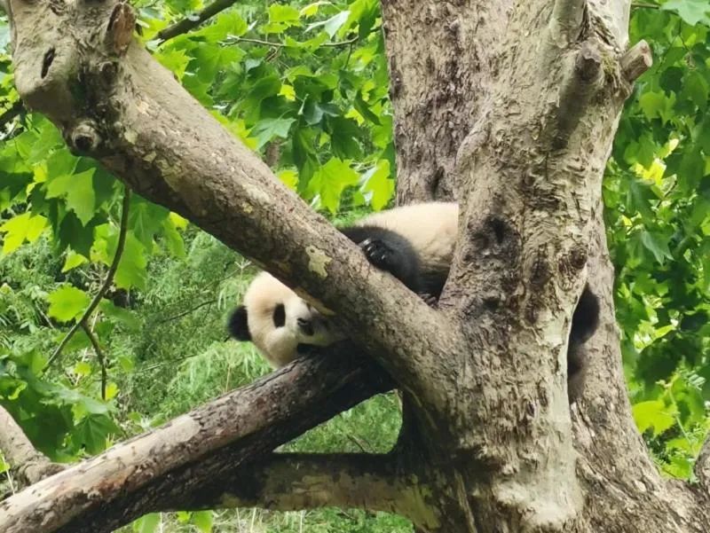 核桃坪基地正在树上睡觉的大熊猫&nbsp;中新社记者 陈溯&nbsp;摄