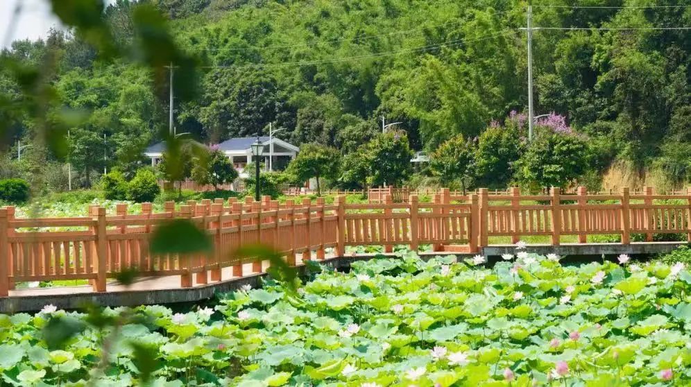 莲塘春色景区.图源:广州增城发布