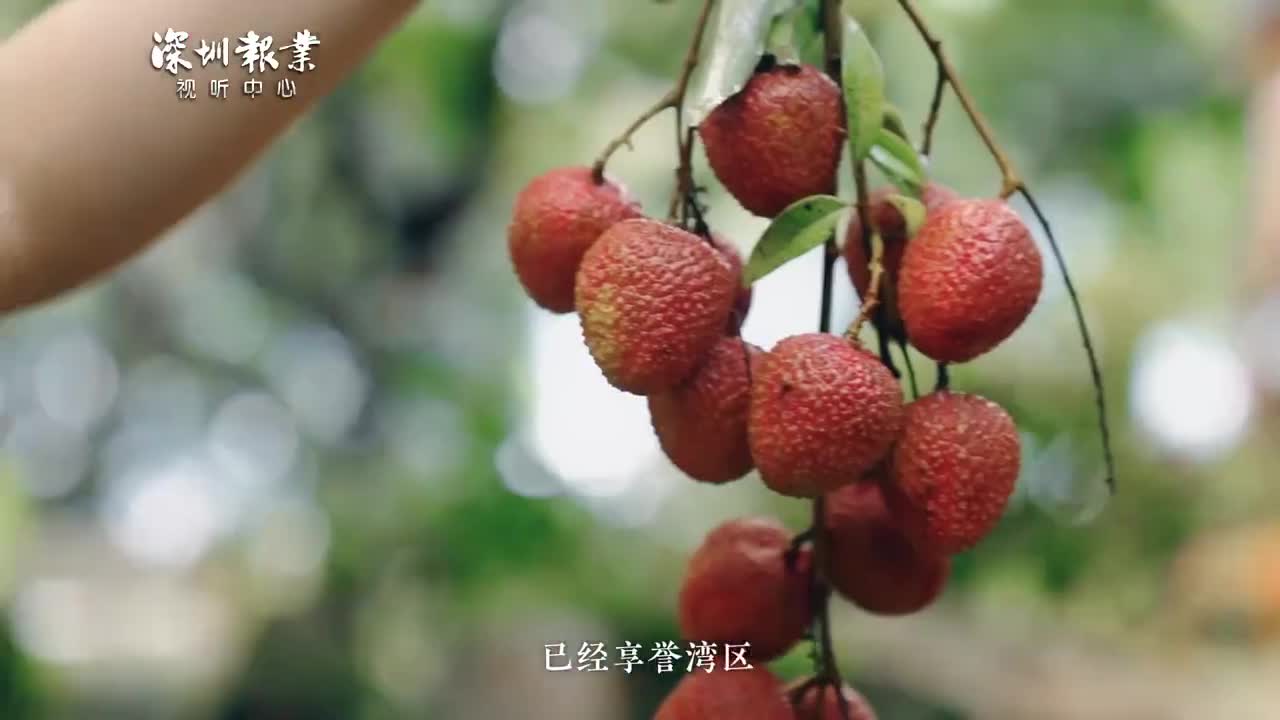 特色产业激发乡村振兴新活力|数字赋能让荔枝产业更甜|特色产业|乡村振兴|人大代表_新浪新闻