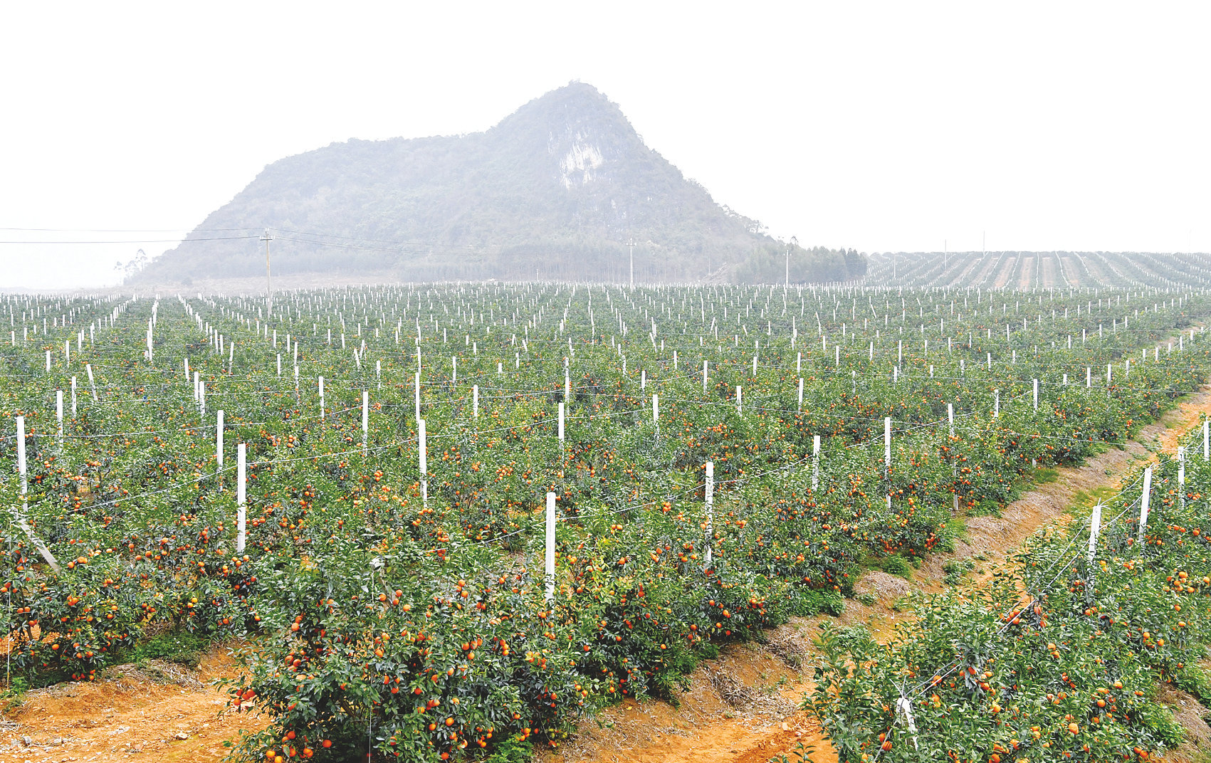自治区级农业科技园区优势资源,围绕以沃柑为主的亚热带特色水果产业