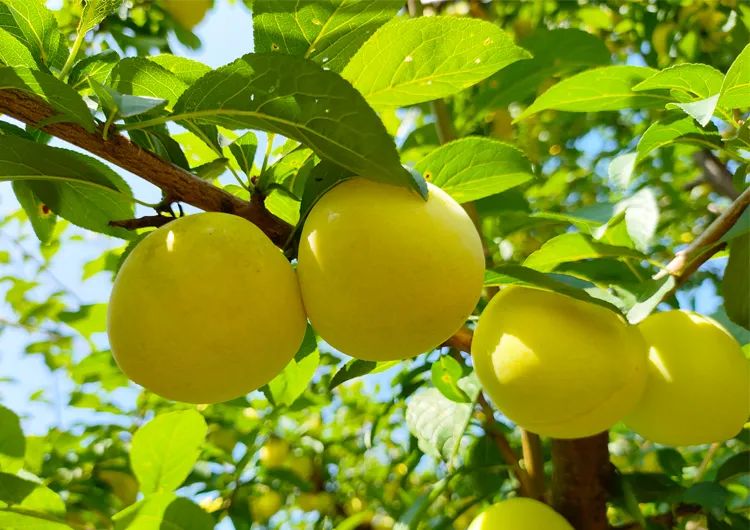 正宗四川汉源桃花李,手工挑选一级大果,皮薄肉嫩