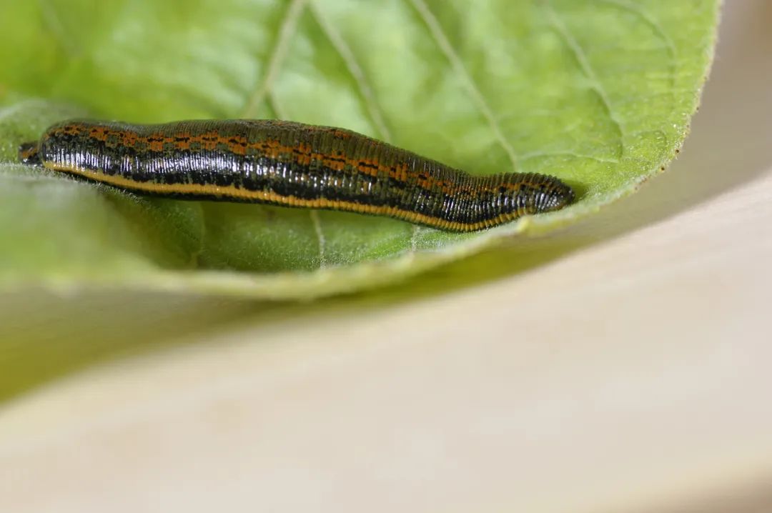 夏天遇到这些虫子别害怕,这样处理→|蜱虫_新浪财经_新浪网