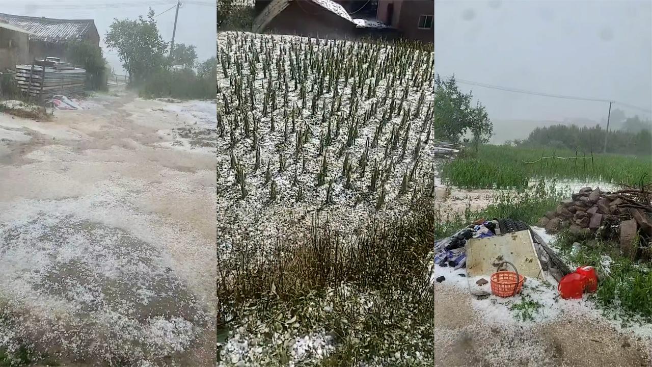 甘肃平凉现风雹灾害:雹体堆积如雪 庄稼被打成杆|甘肃省|灾害|被打_新浪新闻