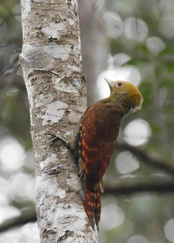 竹啄木鸟(gecinulus grantia) 程国龙 摄据介绍,竹啄木鸟体长约25厘米