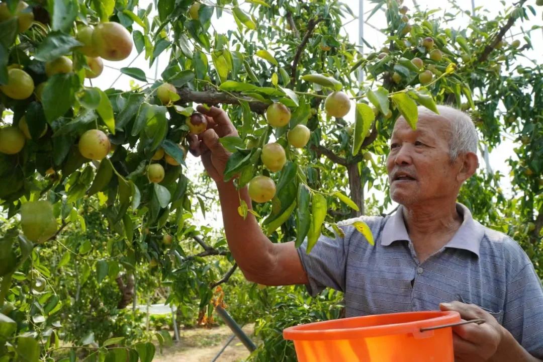 这是一棵什么树？