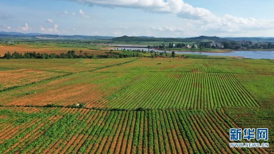 富源魔芋集中连片种植基地 新华网发 郭燚 摄