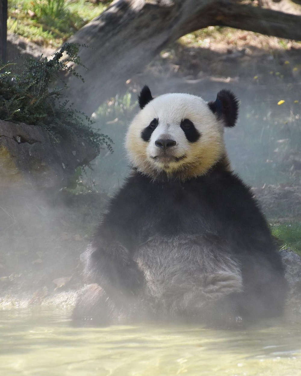 08panda_mirumiru 67676767图2019年6月拍摄的"圆梦"和妈妈