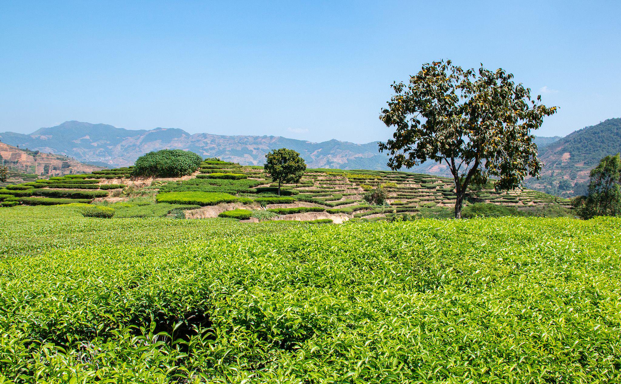 品铁观音之乡的茶文化,国家博物馆展"凤鸣于溪"|乌龙茶_新浪财经_新浪