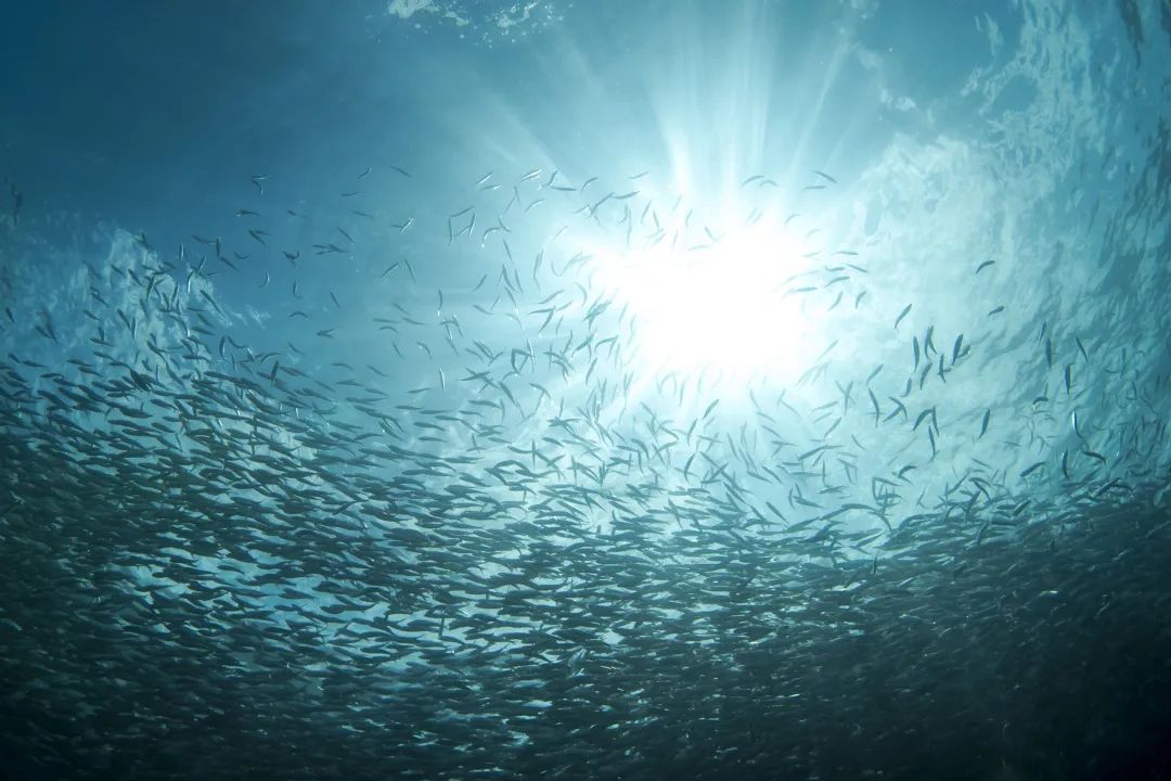 鱼群_新浪财经_新浪网