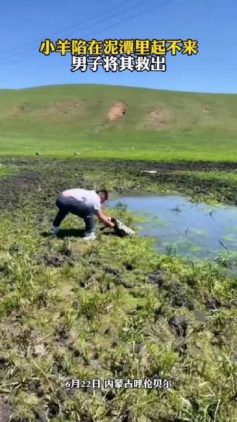 小羊陷在泥潭里起不来，男子将其救出_新浪新闻