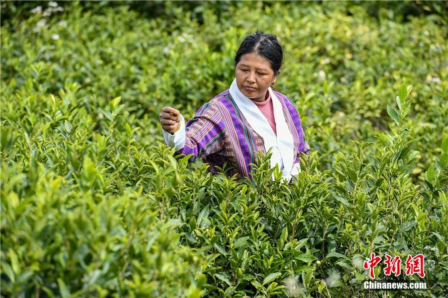 墨脱县德兴乡易贡白村门巴族妇女采摘茶叶.贡嘎来松 摄