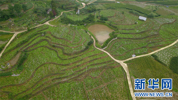 6969关岭县委常委,副县长宋汝谋说,云贵高原道地药材关岭集散中心