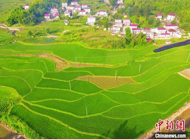 在安徽省安庆市岳西县中关镇请寨村,青翠碧绿的稻田层层叠叠.