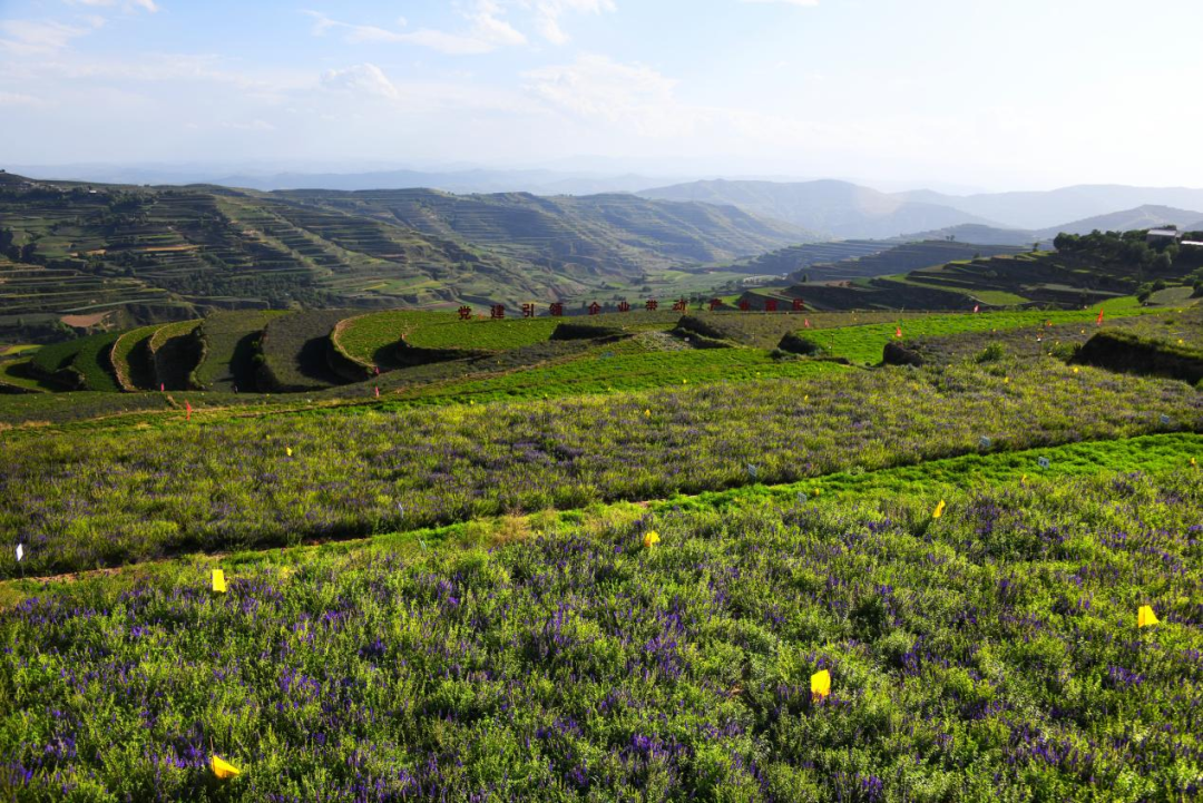 定西市陇西县千年药乡焕生机地道陇药产业兴
