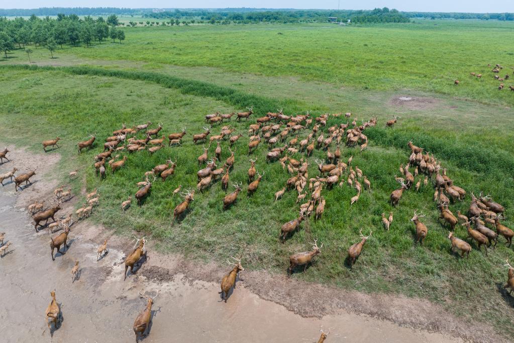 2023年5月19日,一群麋鹿在湖北石首麋鹿国家级自然保护区内活动.