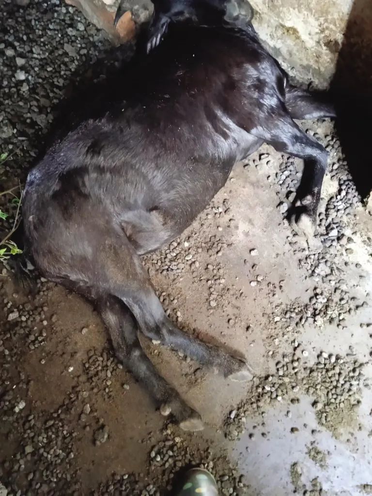 12头牛羊突然蹊跷死亡,村民:它们都去过这个地方→|村民_新浪财经