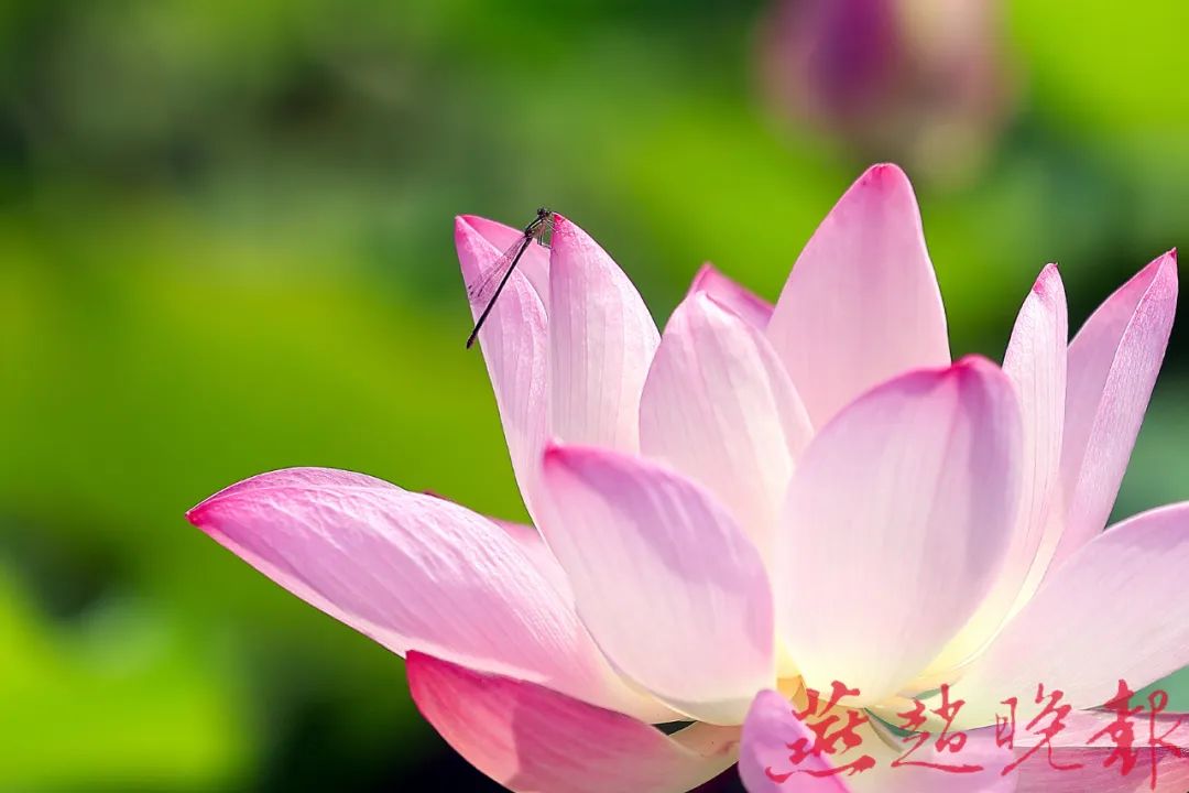 上午到中午的时间段,荷花造型舒展优美,花色鲜艳娇嫩,是赏荷的最佳