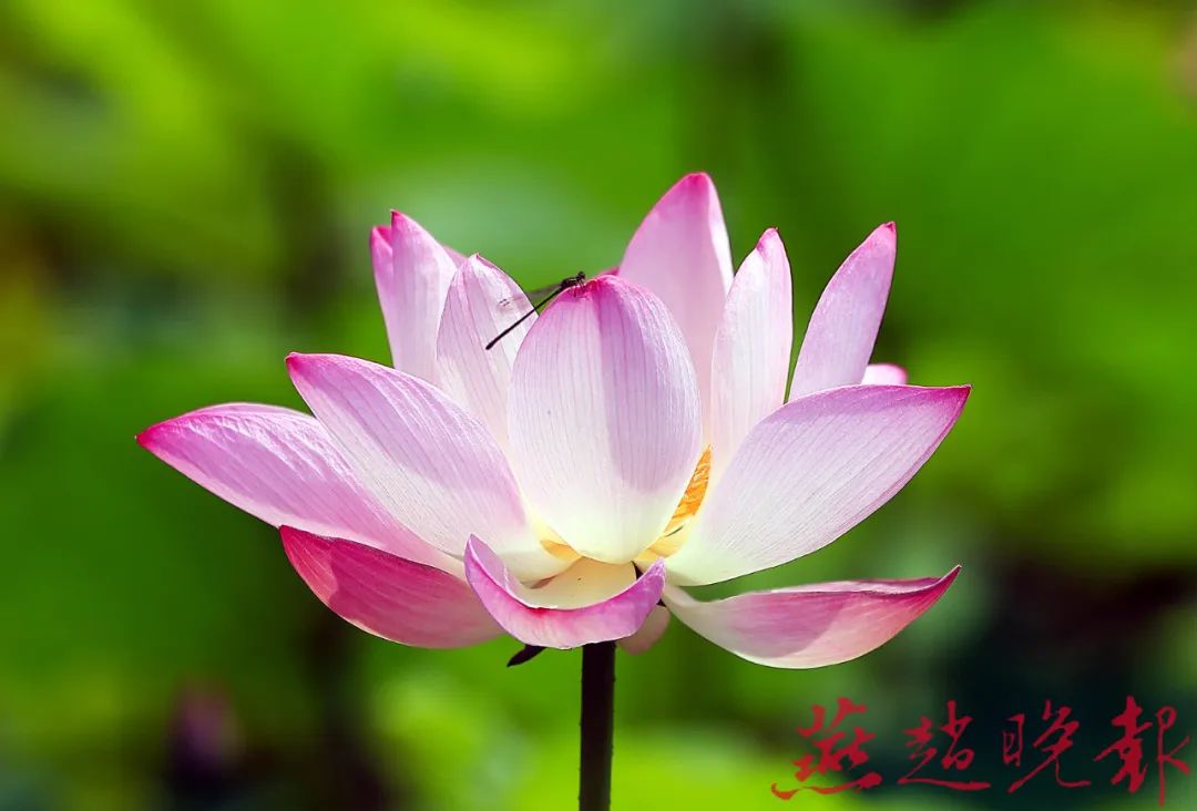 上午到中午的时间段,荷花造型舒展优美,花色鲜艳娇嫩,是赏荷的最佳