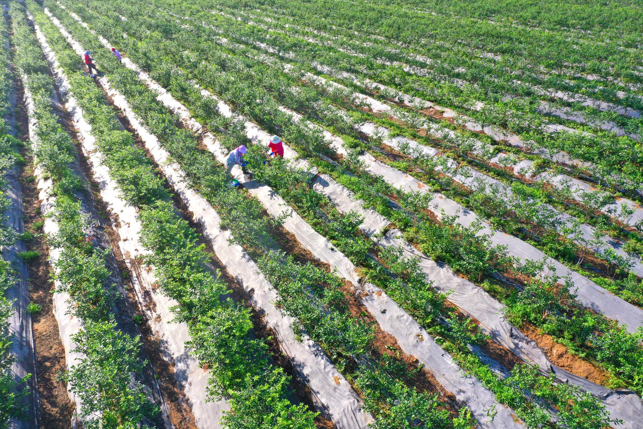青岛即墨:蓝莓结出"致富果"|青岛市_新浪财经_新浪网