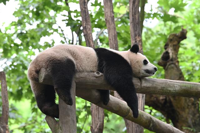 2023年7月4日,四川都江堰,中国大熊猫保护研究中心都江堰基地的大熊猫