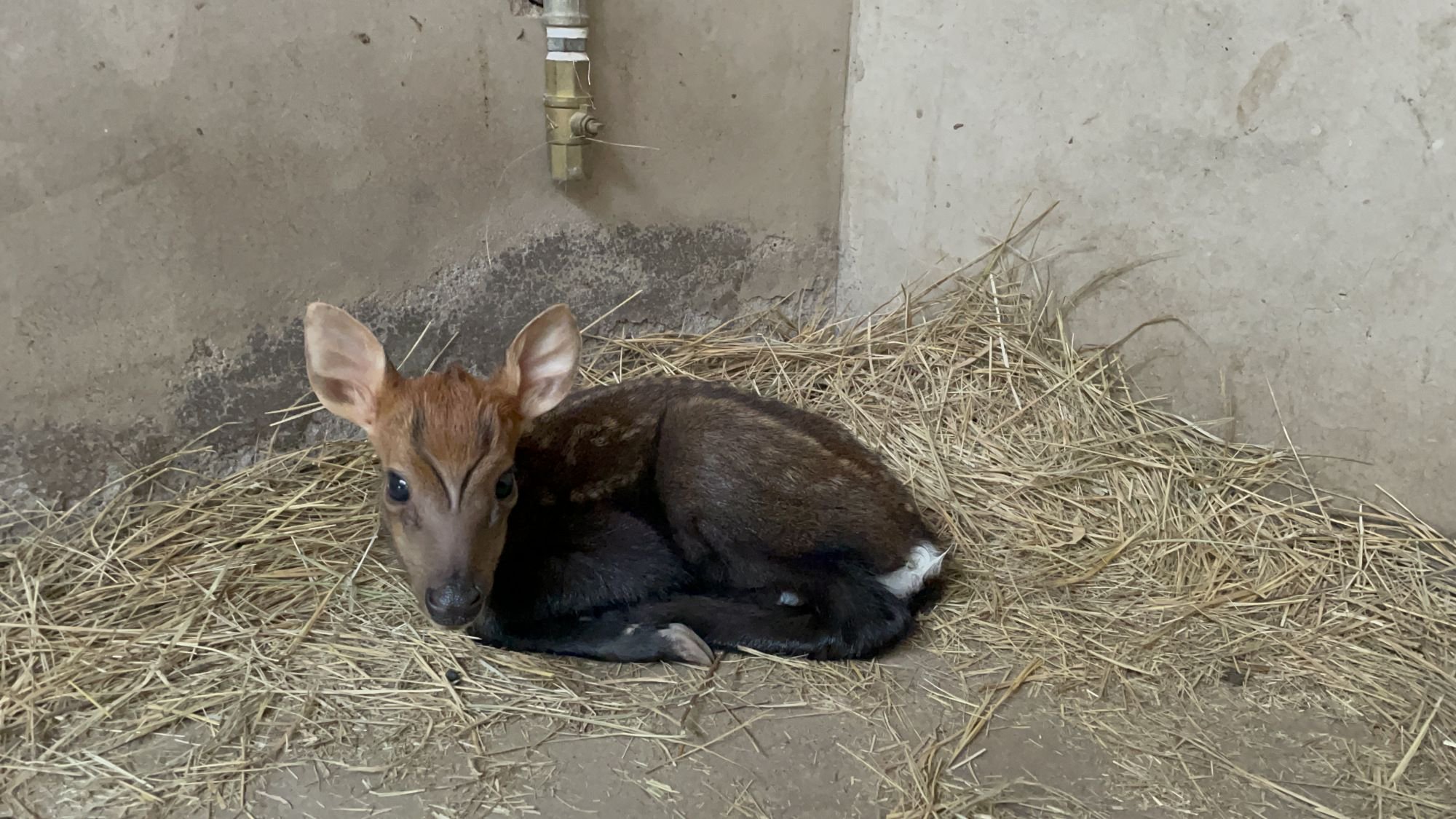 动物印象|黑麂产仔一线实况纪实_新浪财经_新浪网