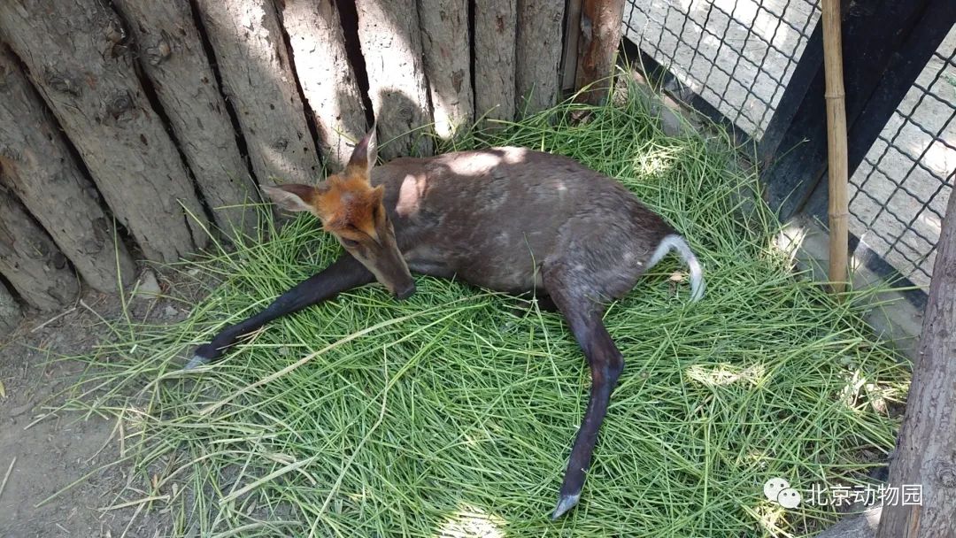 动物印象|黑麂产仔一线实况纪实_新浪财经_新浪网