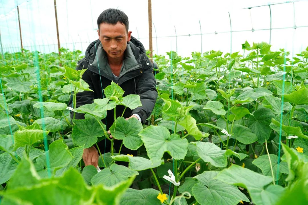 在山东省菏泽鲁西新区佃户屯街道,农民助理农艺师孔令宽在查看黄瓜