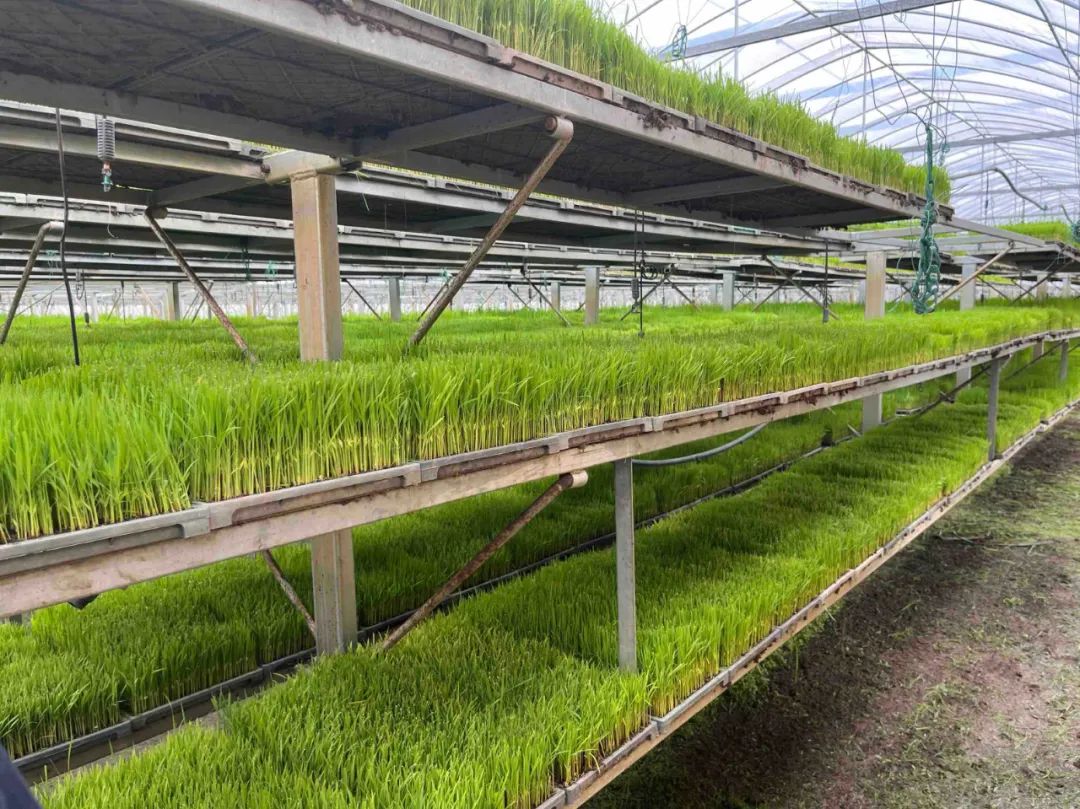 育秧大棚里的水稻秧苗.