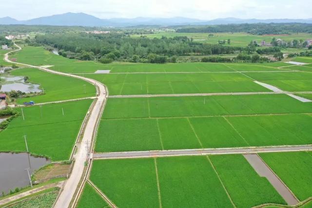 江西泰和县建设后的高标准农田.资料图
