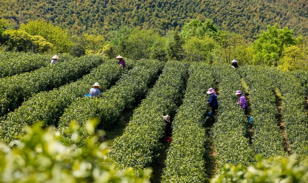 满眼新绿的茶山.陈晨 摄